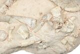 Fossil Oreodont Skull With Associated Bones #192542-4